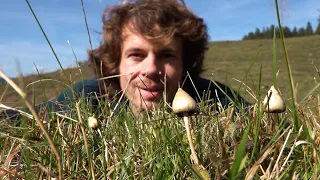 Spitzkegeliger Kahlkopf (Psilocybe semilanceata) - Standort, Merkmale, Ökologie, Studien, Wirkung