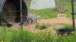 Goat kids playtime.
