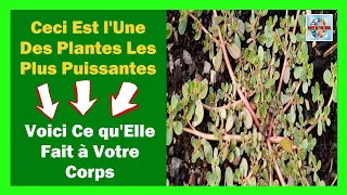 Révélation d'une plante puissante : Découvrez ses incroyables bienfaits pour votre corps