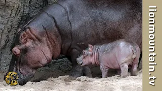 🦁🦛 Lion vs. Hippo Drama 🌿 | Nature's Epic Showdown! 😮