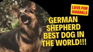 German Shepherd Best Dog In The World!!! #shorts