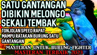 GANTANGAN DI BIKIN MERINDING SEKALI NAFAS || MASTERAN BURUNG KASAR ISIAN NGEROL TAJAM MATERI UEDAN