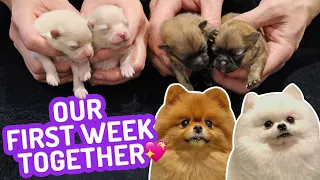 Our First Week Together! Newborn Pomeranian Puppies 🐶 One Week old Puppies | Cute Pom Dogs Vlog