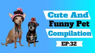 Cute And Funny Pet Compilation #32 Cute Pet Videos (CPV)