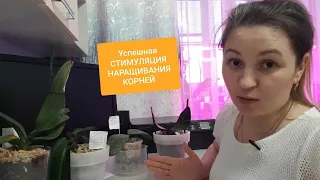 Успешная - 💯 % - СТИМУЛЯЦИЯ НАРАЩИВАНИЯ КОРНЕЙ у орхидей❤. Какие препараты помогают,а какие нет?