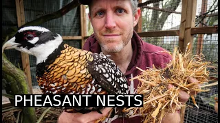 Spring Nests for Exotic Pheasants | 100 Days of Farming (Day 28)