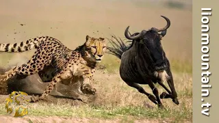 A Cheetah Takes Down a Wildebeest  🐆 CLASSIC WILDLIFE