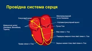 Відеолекція: Порушення внутрішньошлуночкової провідності серця