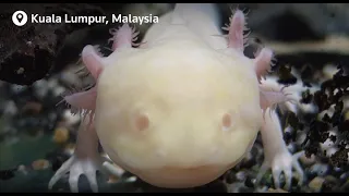 SLIDESHOW: Albino animals