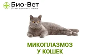 Микоплазмоз У Кошек & Чем Опасен Микоплазмоз У Кошек. Ветклиника Био-Вет