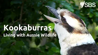 Kookaburras | Living with Aussie Wildlife | Learn English