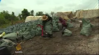 Myanmar forests running out of bamboo trees