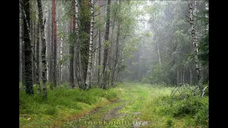 4 Часа Дождь и Лес  Шум дождя для сна, от бессонницы, расслабления, медитации.