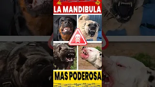 👉7 RAZAS de Perros Con la Mandíbula Más PODEROSA del Mundo💪