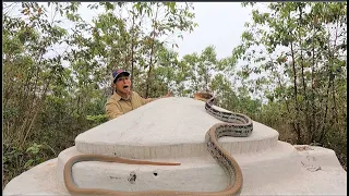 Encounter ferocious snakes guarding the ancient tomb in the forest for 20 years. king cobra attack