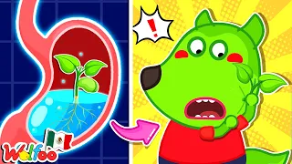 ¿Wolfoo, Qué pasa si te tragas una semilla? | Videos educativos para niños | Wolfoo en español