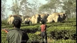 Wild tuskers threaten tea garden in Assam, India