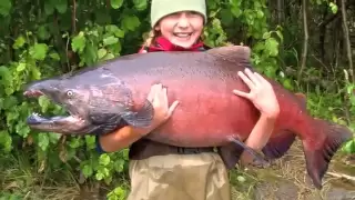 Huge Alaskan King Salmon