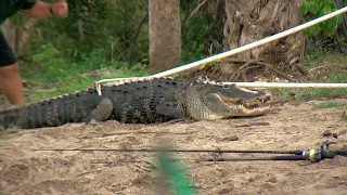 Florida Man LOSES ARM in Gruesome Alligator Attack