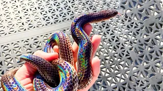 Rarest Snakes in the World #1