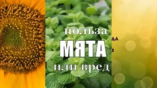 Мята на самом деле полезна или нет?