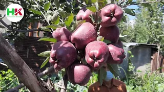 Top Grafting | Top Working in Kashmir | Latest Apple Varieties | Horticulture In Kashmir