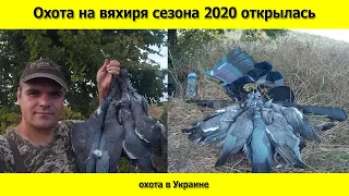 Охота на вяхиря удалась, первая охота 2020 где я взял 8 трофеев за выход