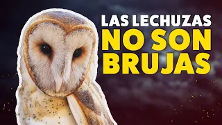 Las lechuzas NO son brujas | Mitos de animales