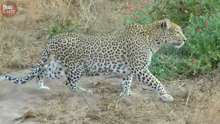 Final Battle of Leopard vs Warthog - What Happen Next in Nature?