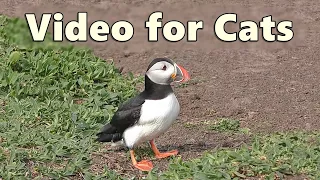 Cat TV ~ Videos of Birds for Cats to Watch and Enjoy ~ Puffin Fun