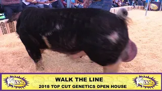 Top Cut Genetics | Walk the Line Spot Boar | 2018