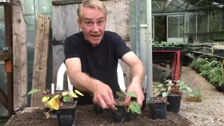 How to water your cyclamen in pots during their summer rest @stinkyditchnursery750 end of May ‘21