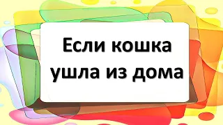 თუ კატა სახლიდან წავიდა, რა უნდა გააკეთოს და როგორ დარეკოს სახლში