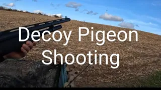 Pigeon Decoy Shooting In Suffolk | Cut Maize