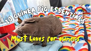 10 Must-Have Guinea Pig Essentials for Happy and Healthy Piggies! 🐹🌟