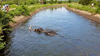 Extending hands of humanity towards a distressed elephant stuck over whole night in a massive canal