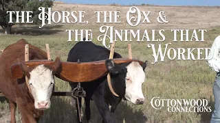 The Horse, the Ox and the Animals That Worked • Cottonwood Connections Season 2 Ep. 3