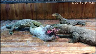 Salvadorii Feeding on Large Prey   Additional footage