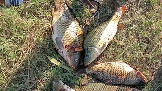 viral fishing video 😍😋 net fishing 🐠😍😋#trending #viral #fishing #carpfishing