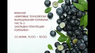 Мировые технологии выращивания голубики. Часть 2: Закладка плантации голубики