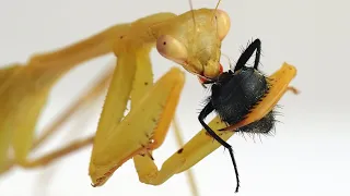 Praying Mantis eating a fly - Time lapse
