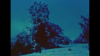 37-78 Tree Again (1978) by Kurt Kren, Clip: Beginning