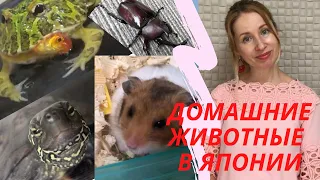 МОИ ДОМАШНИЕ ЖИВОТНЫЕ В ЯПОНИИ! ЖИЗНЬ В ЯПОНИИ