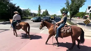 TEX- husband safe sorrel gelding