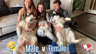 Hugging My Dogs For Too Long! MALE V FEMALE (Howling Too!!)