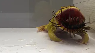 Pacman Frog vs House Centipede (LIVE FEEDING WARNING)