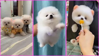 Funny and Cute Pomeranian Videos, Videos de TikTok Part 136