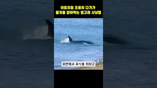 어뢰처럼 조용히 다가가 물개를 잡아먹는 범고래 사냥법