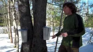 maple sap