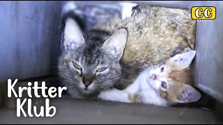 Cat Family Trapped In A Wall, Crying For Help l Kritter Klub